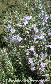 Rosmarinus officinalis 'Gorizia'